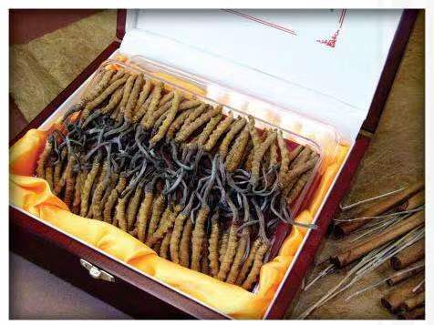 民勤冬虫夏草回收